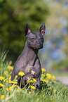 American Hairless Terrier zwischen Lwenzahn