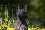 American Hairless Terrier zwischen Lwenzahn