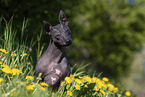 American Hairless Terrier zwischen Lwenzahn