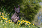 American Hairless Terrier zwischen Lwenzahn