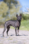 American Hairless Terrier Rde