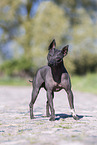 American Hairless Terrier Rde