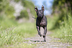 American Hairless Terrier Rde