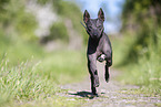 American Hairless Terrier Rde