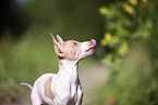 Amerikanischer Nackthund Welpe