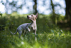 Amerikanischer Nackthund Welpe