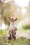 American Hairless Terrier zur Kirschbltezeit