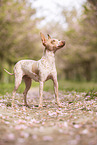 American Hairless Terrier zur Kirschbltezeit