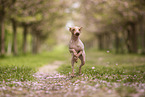 American Hairless Terrier zur Kirschbltezeit