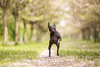 American Hairless Terrier zur Kirschblütezeit