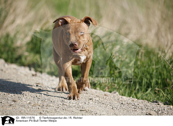 American Pit Bull Terrier Welpe / RR-11676