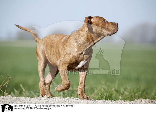 American Pit Bull Terrier Welpe / RR-11684