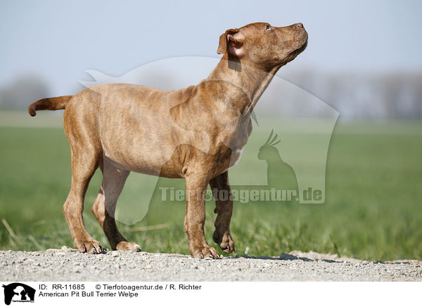 American Pit Bull Terrier Welpe / RR-11685