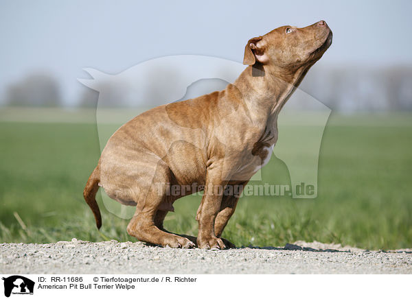 American Pit Bull Terrier Welpe / RR-11686