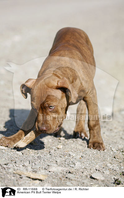 American Pit Bull Terrier Welpe / RR-11688