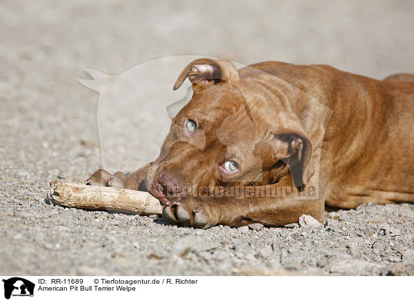 American Pit Bull Terrier Welpe / RR-11689