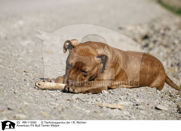 American Pit Bull Terrier Welpe / RR-11690