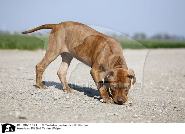 American Pit Bull Terrier Welpe / Puppy / RR-11691