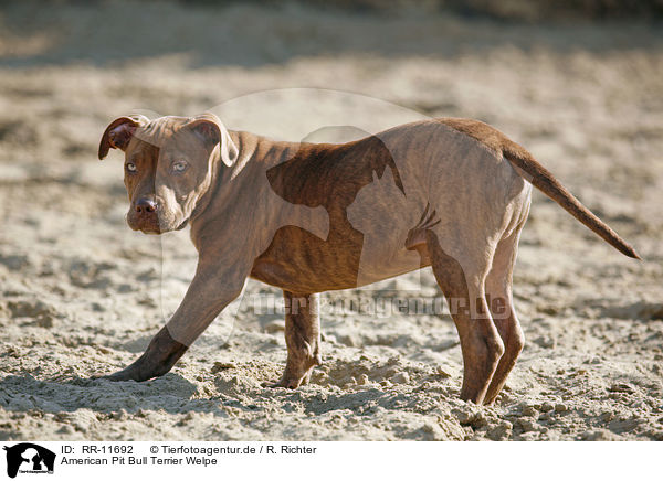 American Pit Bull Terrier Welpe / RR-11692