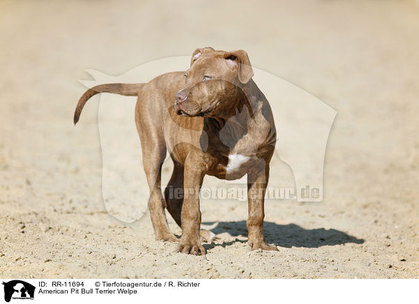 American Pit Bull Terrier Welpe / RR-11694