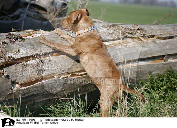 American Pit Bull Terrier Welpe / RR-11696