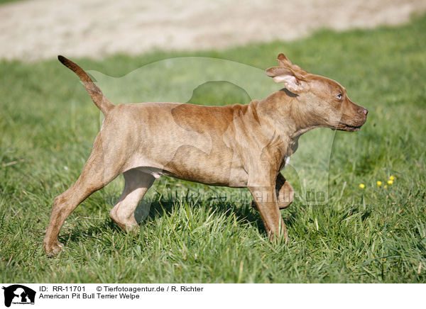 American Pit Bull Terrier Welpe / RR-11701