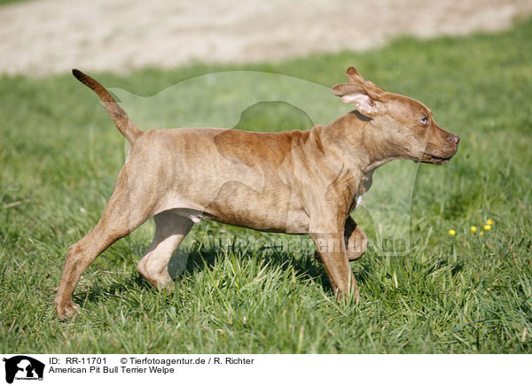 American Pit Bull Terrier Welpe / Puppy / RR-11701