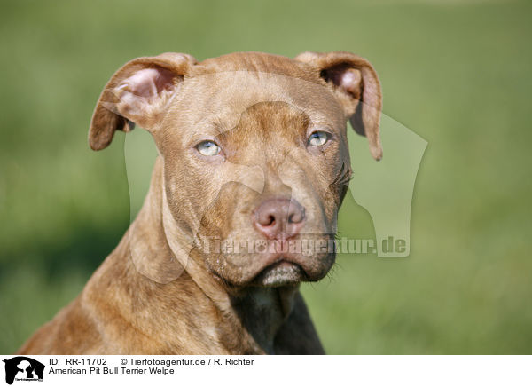 American Pit Bull Terrier Welpe / RR-11702