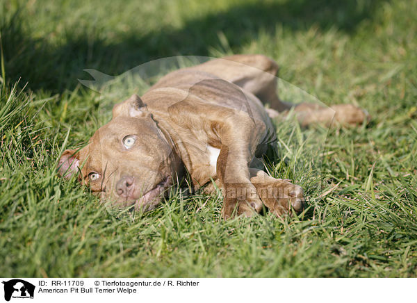 American Pit Bull Terrier Welpe / Puppy / RR-11709
