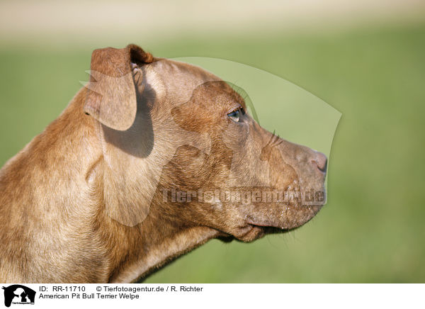 American Pit Bull Terrier Welpe / RR-11710