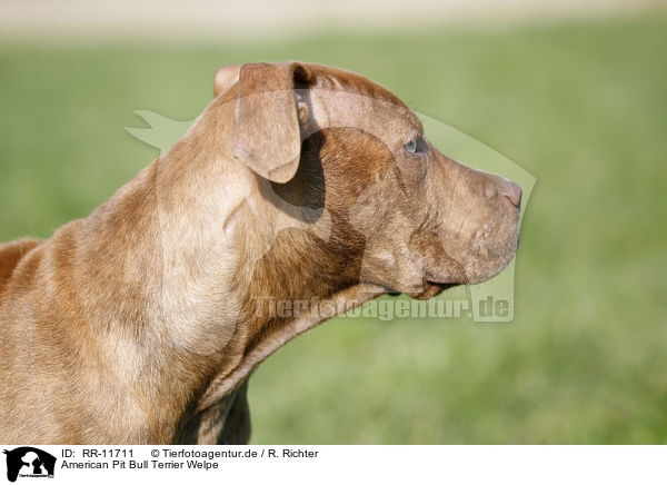 American Pit Bull Terrier Welpe / RR-11711