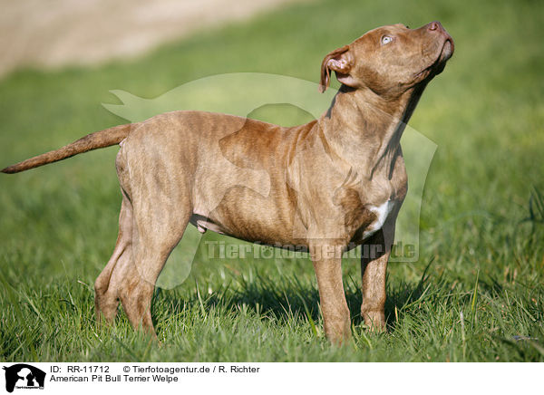 American Pit Bull Terrier Welpe / RR-11712