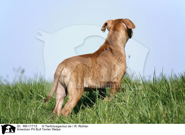 American Pit Bull Terrier Welpe / RR-11715