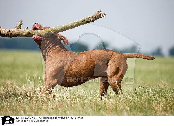 American Pit Bull Terrier / RR-21373