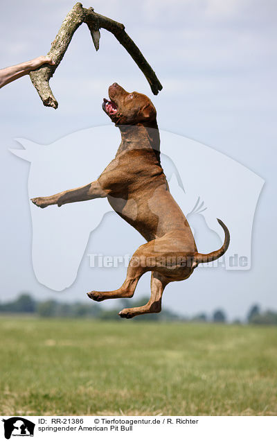 springender American Pit Bull / jumping american Pitbull / RR-21386
