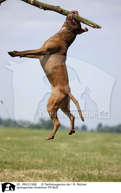 springender American Pit Bull / jumping american Pitbull / RR-21388