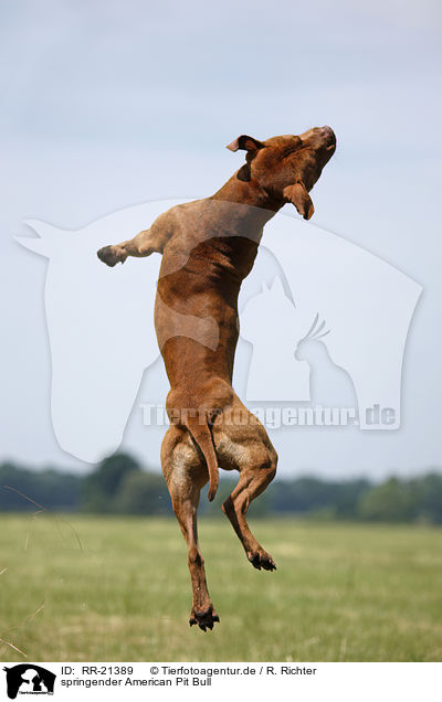springender American Pit Bull / jumping american Pitbull / RR-21389