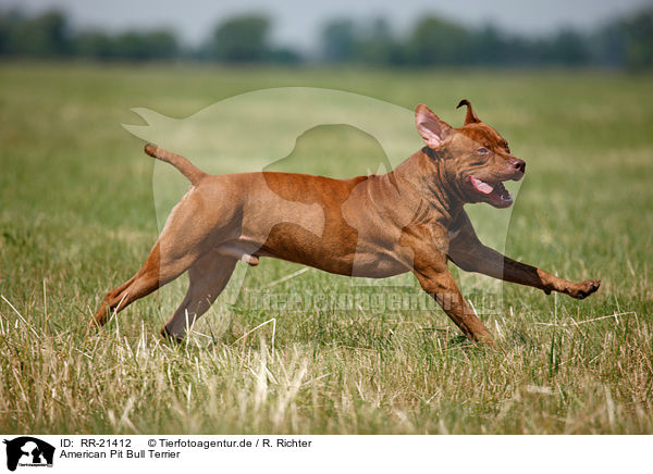 American Pit Bull Terrier / RR-21412