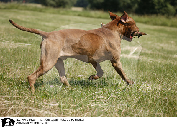 American Pit Bull Terrier / RR-21420