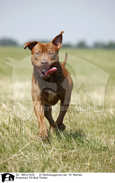 American Pit Bull Terrier / American Pit Bull Terrier / RR-21425