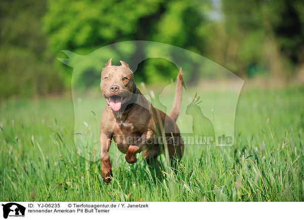 rennender American Pit Bull Terrier / YJ-06235