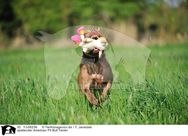 spielender American Pit Bull Terrier / YJ-06236