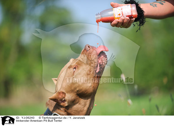 trinkender American Pit Bull Terrier / YJ-06240