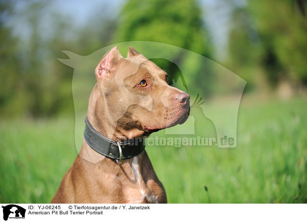 American Pit Bull Terrier Portrait / YJ-06245