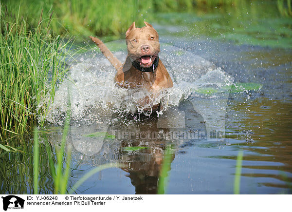 rennender American Pit Bull Terrier / YJ-06248