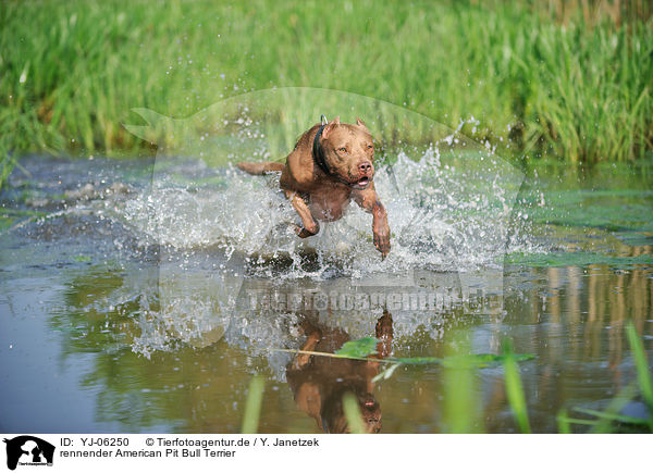 rennender American Pit Bull Terrier / YJ-06250