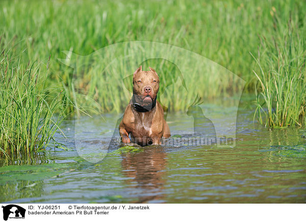 badender American Pit Bull Terrier / YJ-06251