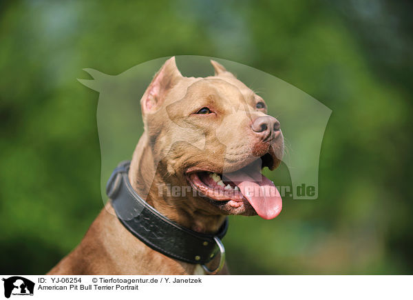 American Pit Bull Terrier Portrait / YJ-06254