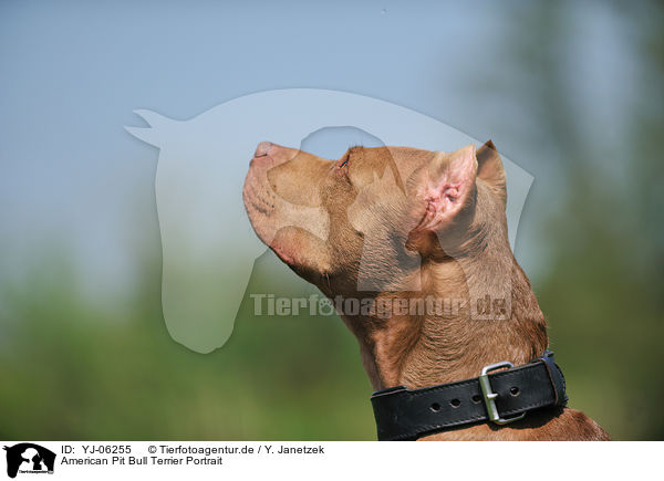 American Pit Bull Terrier Portrait / YJ-06255