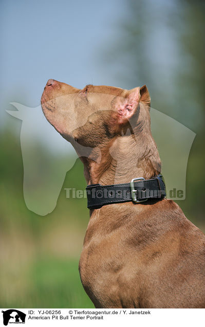 American Pit Bull Terrier Portrait / American Pit Bull Terrier Portrait / YJ-06256